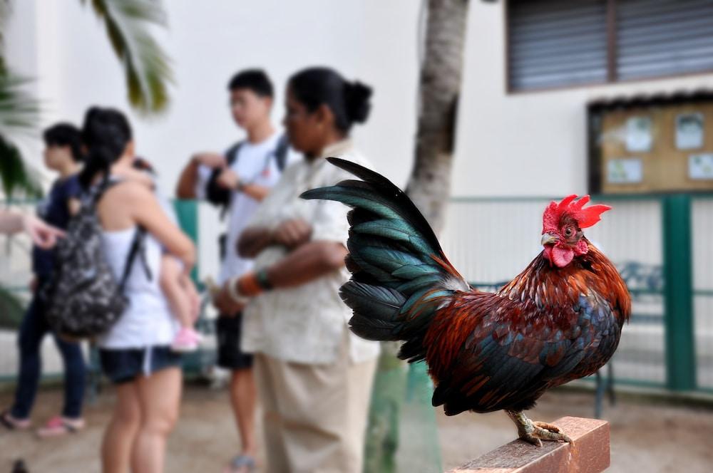 Avillion Port Dickson Hotel Exterior foto A rooster in the streets of San Juan, Puerto Rico