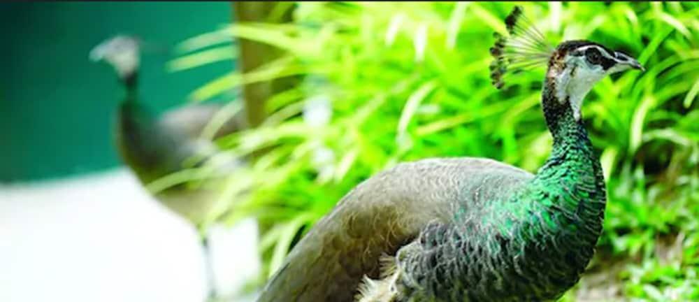 Avillion Port Dickson Hotel Exterior foto The green-winged macaw's wing feathers are a distinctive green color.